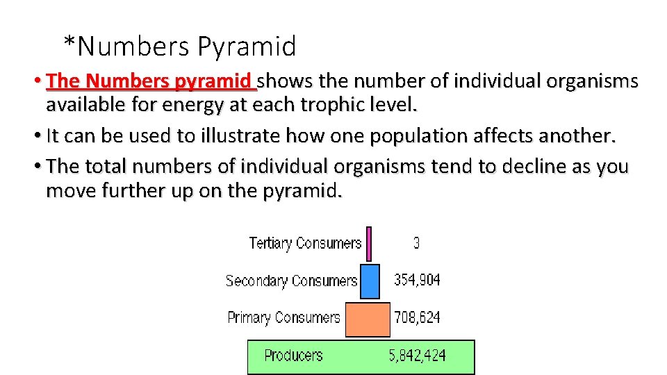 *Numbers Pyramid • The Numbers pyramid shows the number of individual organisms available for