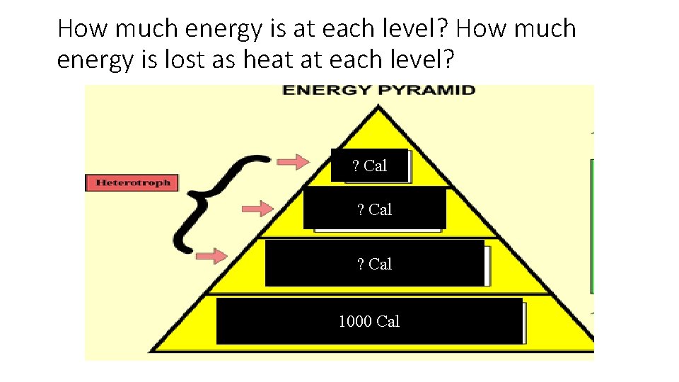 How much energy is at each level? How much energy is lost as heat