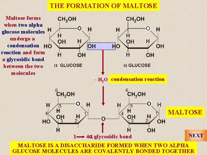 THE FORMATION OF MALTOSE Maltose forms when two alpha glucose molecules undergo a condensation