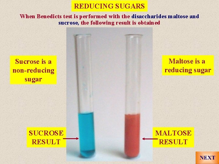 REDUCING SUGARS When Benedicts test is performed with the disaccharides maltose and sucrose, the