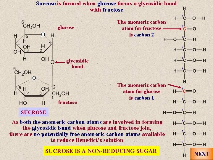 Sucrose is formed when glucose forms a glycosidic bond with fructose glucose The anomeric
