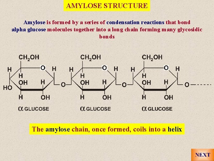 AMYLOSE STRUCTURE Amylose is formed by a series of condensation reactions that bond alpha
