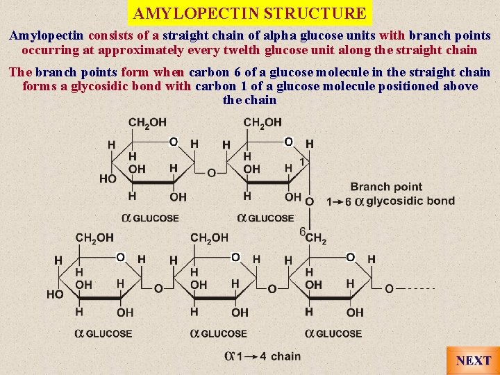 AMYLOPECTIN STRUCTURE Amylopectin consists of a straight chain of alpha glucose units with branch
