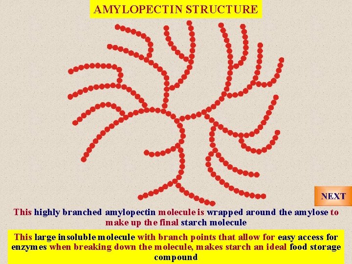 AMYLOPECTIN STRUCTURE This highly branched amylopectin molecule is wrapped around the amylose to make
