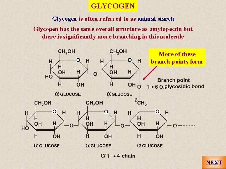GLYCOGEN Glycogen is often referred to as animal starch Glycogen has the same overall