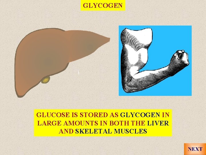 GLYCOGEN GLUCOSE IS STORED AS GLYCOGEN IN LARGE AMOUNTS IN BOTH THE LIVER AND