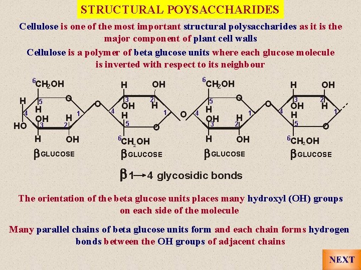 STRUCTURAL POYSACCHARIDES Cellulose is one of the most important structural polysaccharides as it is