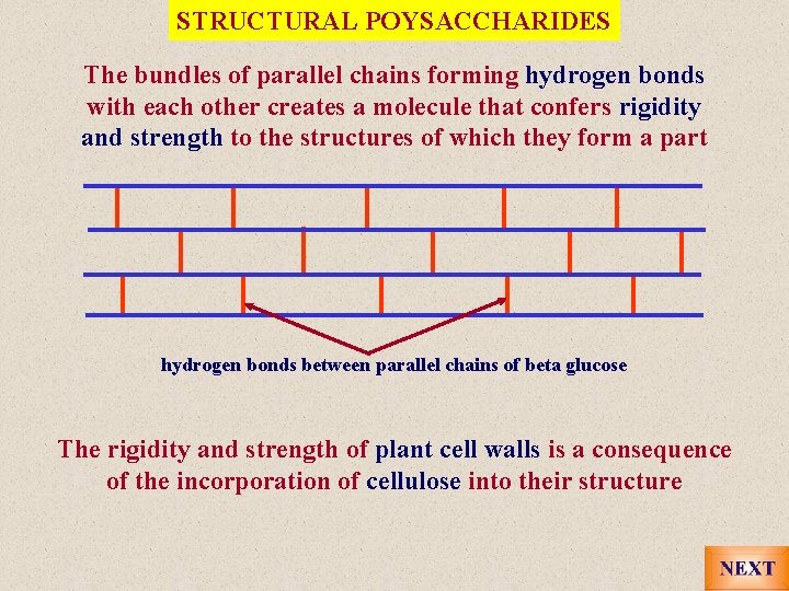 STRUCTURAL POYSACCHARIDES The bundles of parallel chains forming hydrogen bonds with each other creates