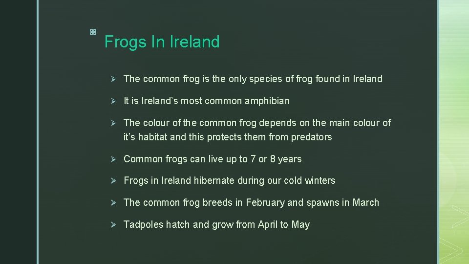 z Frogs In Ireland Ø The common frog is the only species of frog
