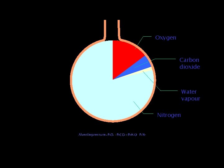 Oxygen Carbon dioxide Water vapour Nitrogen 