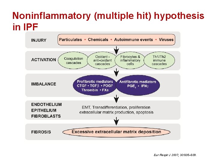 Pathogenesis of IPF Noninflammatory (multiple hit) hypothesis in IPF Eur Respir J 2007; 30: