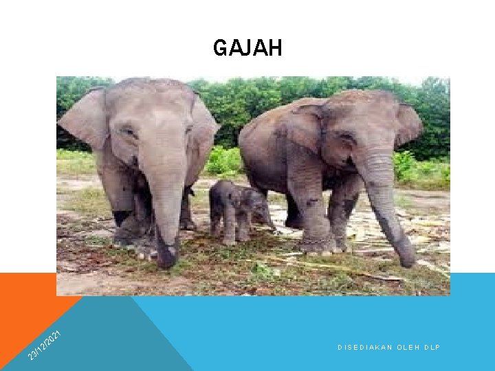 GAJAH 21 2 0 /2 2 1 3/ DISEDIAKAN OLEH DLP 