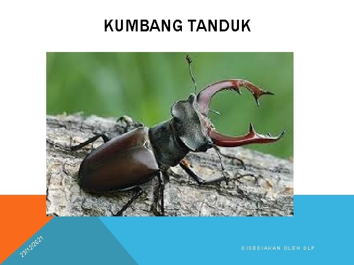 KUMBANG TANDUK 21 2 0 /2 2 1 3/ DISEDIAKAN OLEH DLP 