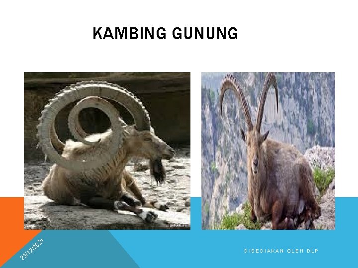 KAMBING GUNUNG 21 2 0 /2 2 1 3/ DISEDIAKAN OLEH DLP 