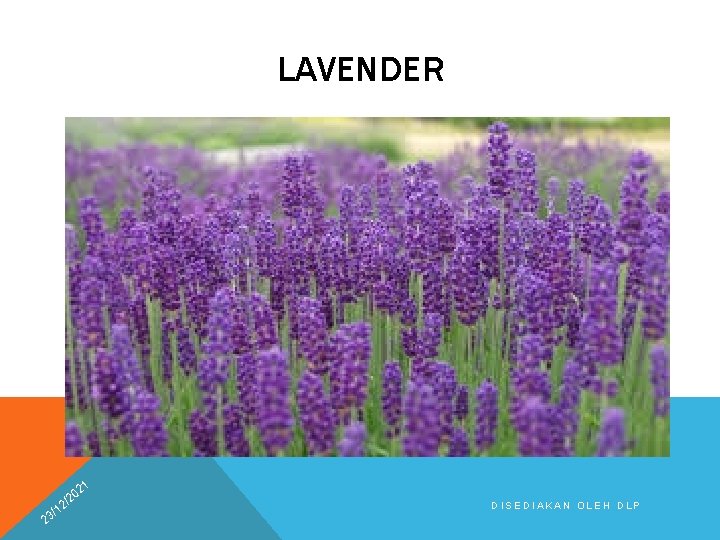 LAVENDER 21 2 0 /2 2 1 3/ DISEDIAKAN OLEH DLP 