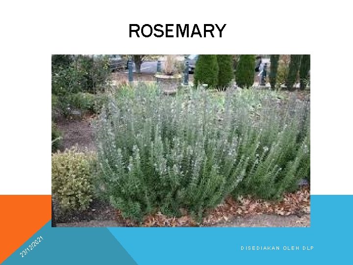 ROSEMARY 21 2 0 /2 2 1 3/ DISEDIAKAN OLEH DLP 