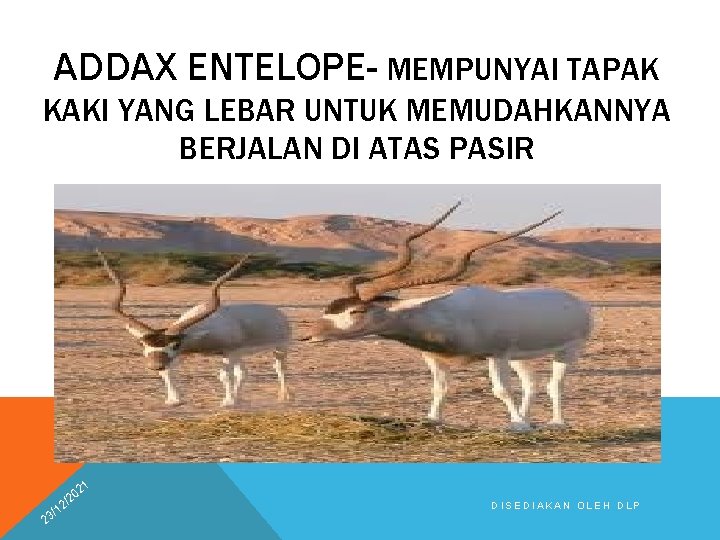 ADDAX ENTELOPE- MEMPUNYAI TAPAK KAKI YANG LEBAR UNTUK MEMUDAHKANNYA BERJALAN DI ATAS PASIR 21