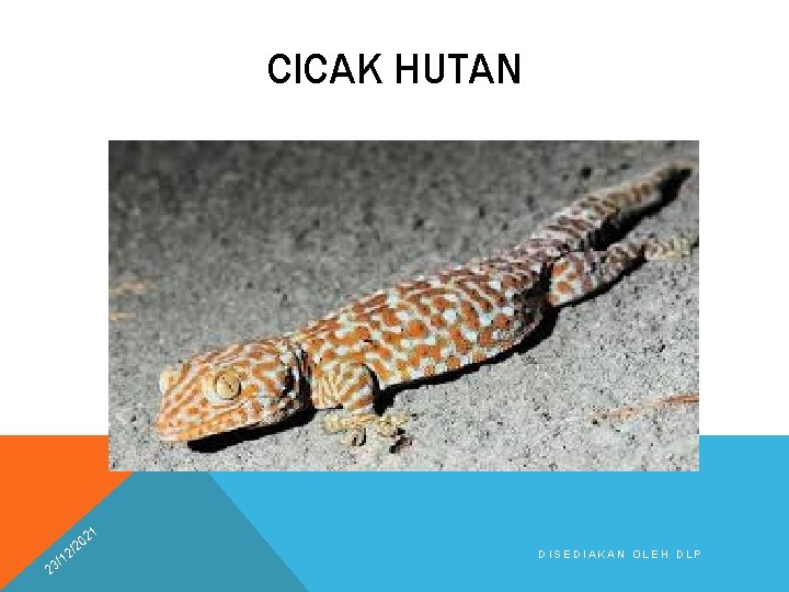 CICAK HUTAN 21 2 0 /2 2 1 3/ DISEDIAKAN OLEH DLP 