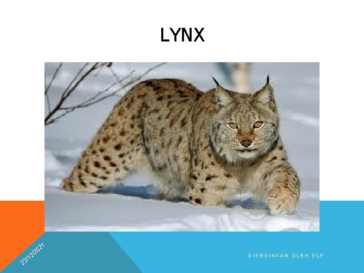 LYNX 21 2 0 /2 2 1 3/ DISEDIAKAN OLEH DLP 