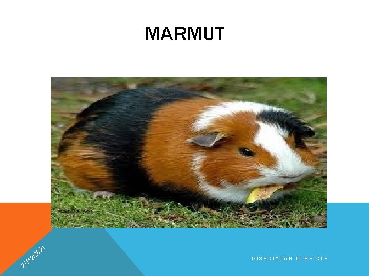 MARMUT 21 2 0 /2 2 1 3/ DISEDIAKAN OLEH DLP 