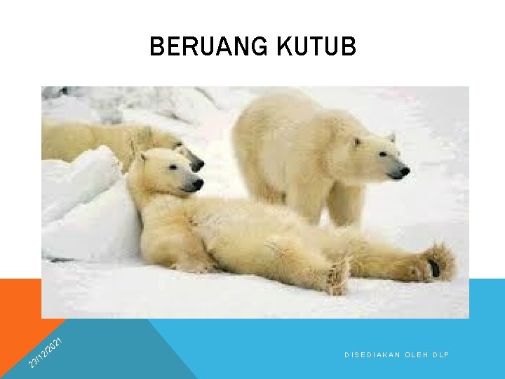 BERUANG KUTUB 21 2 0 /2 2 1 3/ DISEDIAKAN OLEH DLP 