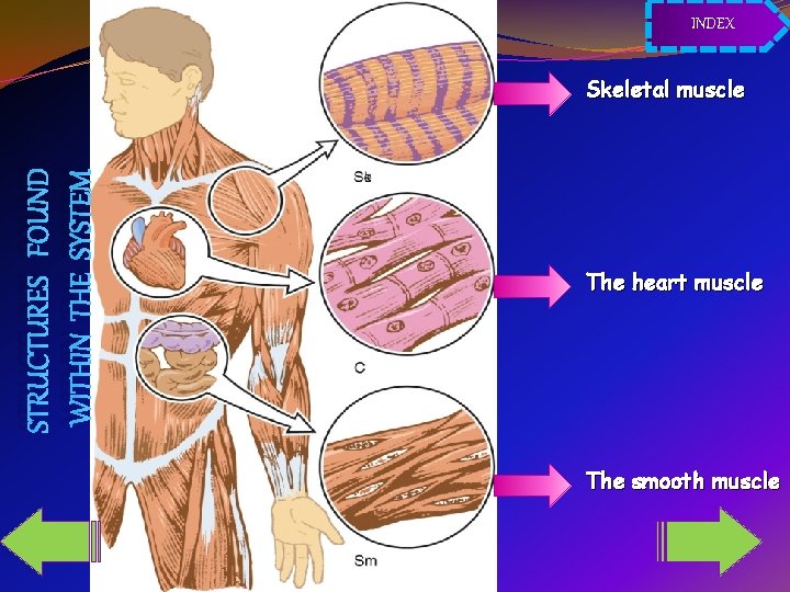 INDEX STRUCTURES FOUND WITHIN THE SYSTEM Skeletal muscle The heart muscle The smooth muscle