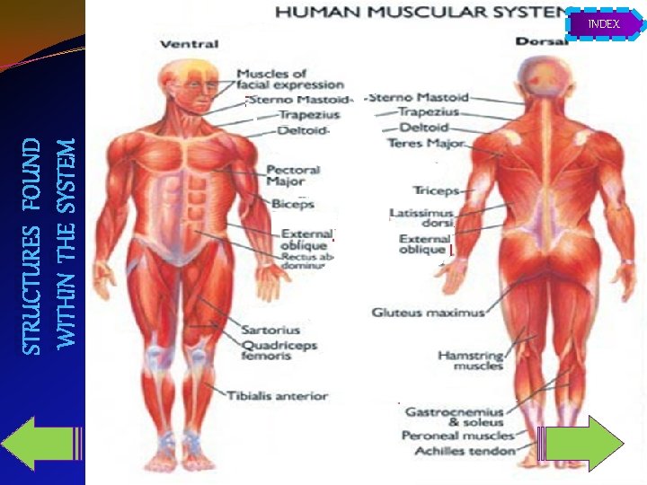 STRUCTURES FOUND WITHIN THE SYSTEM INDEX 
