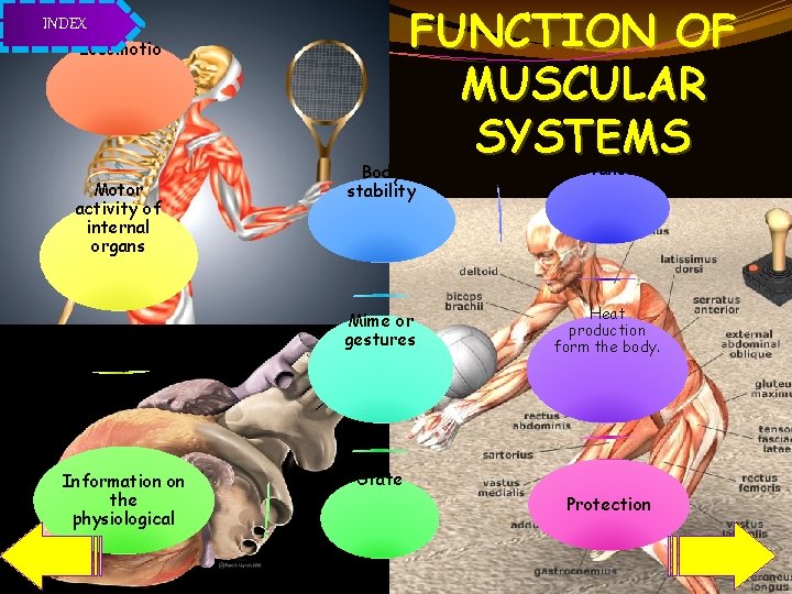 FUNCTION OF MUSCULAR SYSTEMS INDEX Locomotio Motor activity of internal organs Information on the
