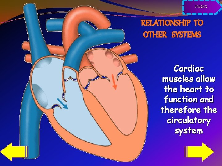 INDEX RELATIONSHIP TO OTHER SYSTEMS Cardiac muscles allow the heart to function and therefore