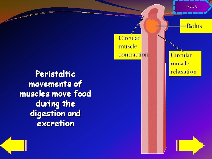 INDEX Peristaltic movements of muscles move food during the digestion and excretion 