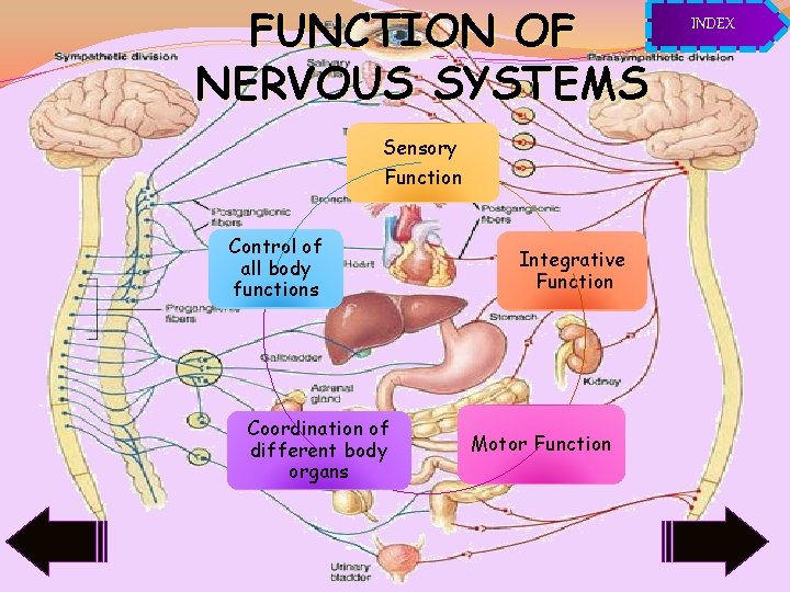 FUNCTION OF NERVOUS SYSTEMS Sensory Function Control of all body functions Coordination of different