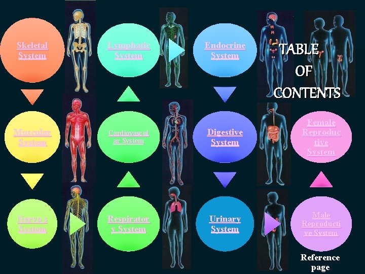 Skeletal System Lymphatic System Endocrine System TABLE OF CONTENTS Muscular System Cardiovascul ar System