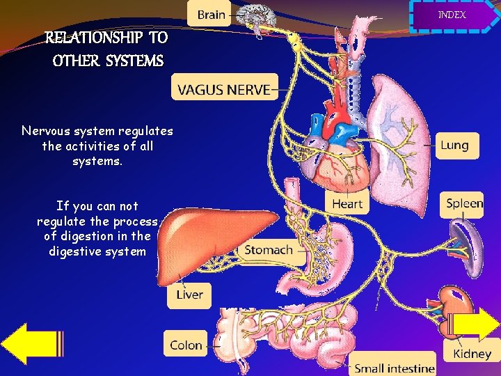 INDEX RELATIONSHIP TO OTHER SYSTEMS Nervous system regulates the activities of all systems. If