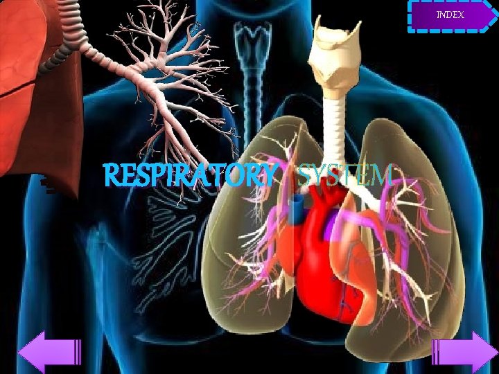 INDEX RESPIRATORY SYSTEM 