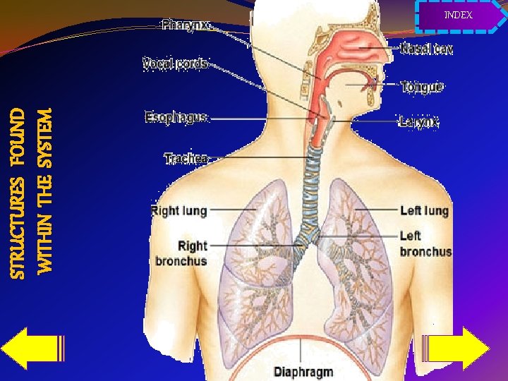 STRUCTURES FOUND WITHIN THE SYSTEM INDEX 
