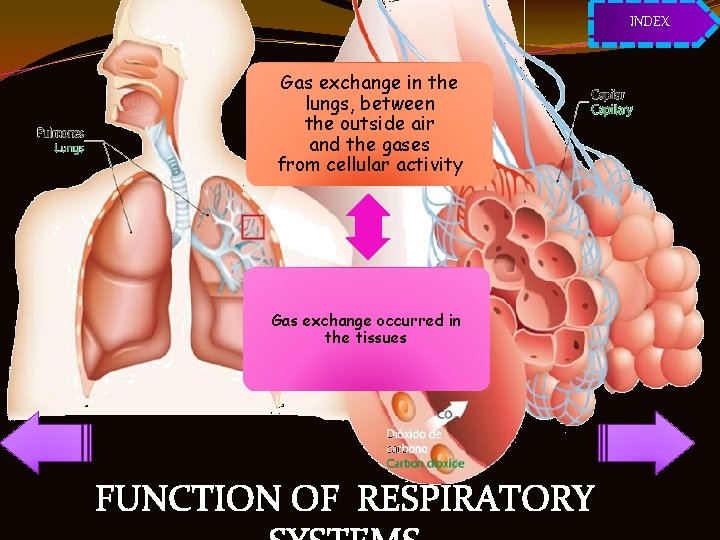 INDEX Gas exchange in the lungs, between the outside air and the gases from