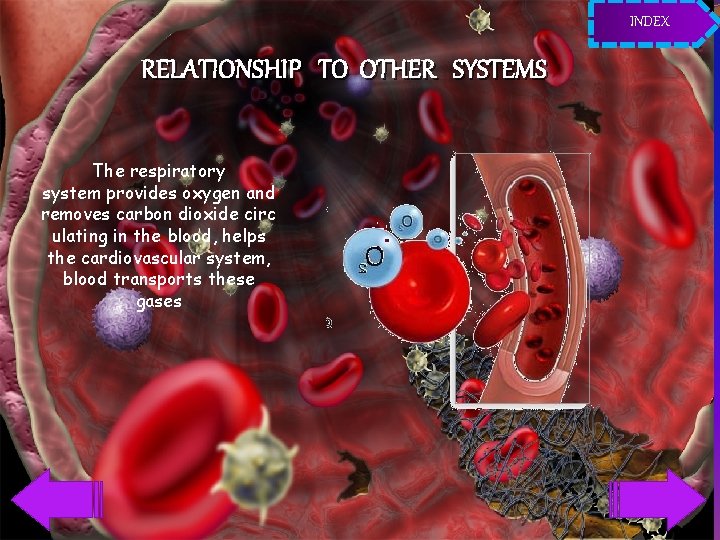 INDEX RELATIONSHIP TO OTHER SYSTEMS The respiratory system provides oxygen and removes carbon dioxide