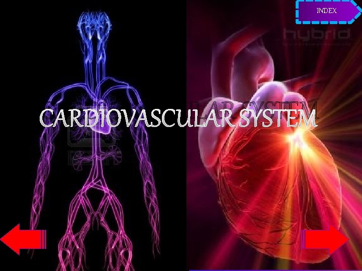INDEX CARDIOVASCULAR SYSTEM 
