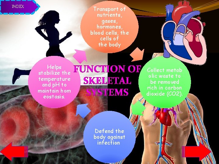 INDEX Transport of nutrients, gases, hormones, blood cells, the cells of the body Helps