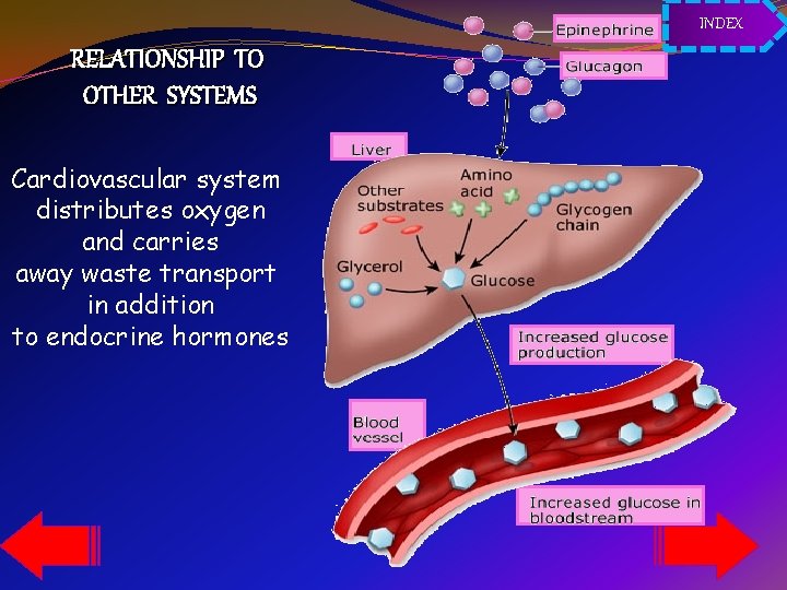 INDEX RELATIONSHIP TO OTHER SYSTEMS Cardiovascular system distributes oxygen and carries away waste transport