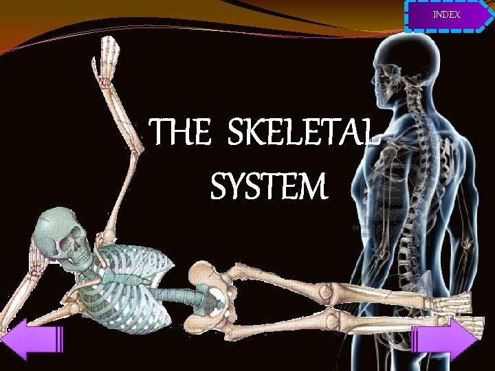 INDEX THE SKELETAL SYSTEM 