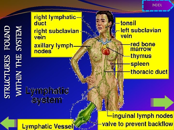 STRUCTURES FOUND WITHIN THE SYSTEM INDEX 