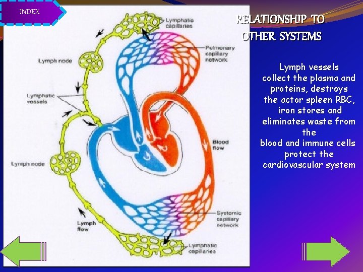 INDEX RELATIONSHIP TO OTHER SYSTEMS Lymph vessels collect the plasma and proteins, destroys the