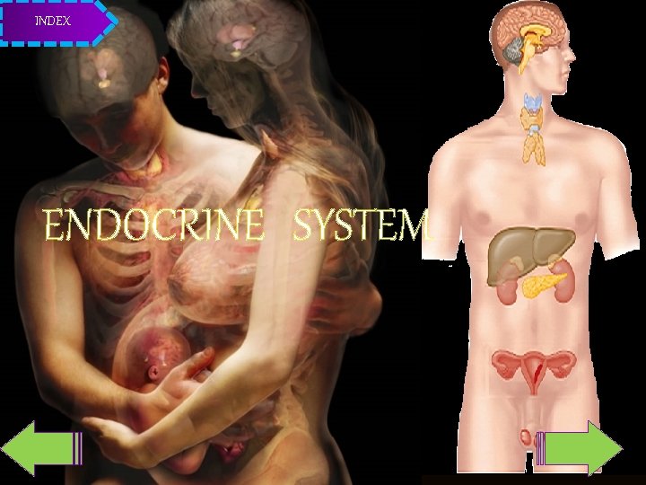 INDEX ENDOCRINE SYSTEM 