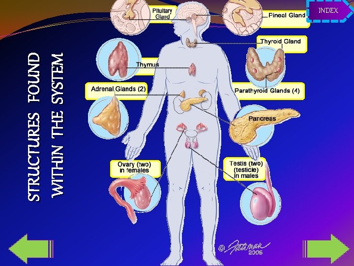 STRUCTURES FOUND WITHIN THE SYSTEM INDEX 