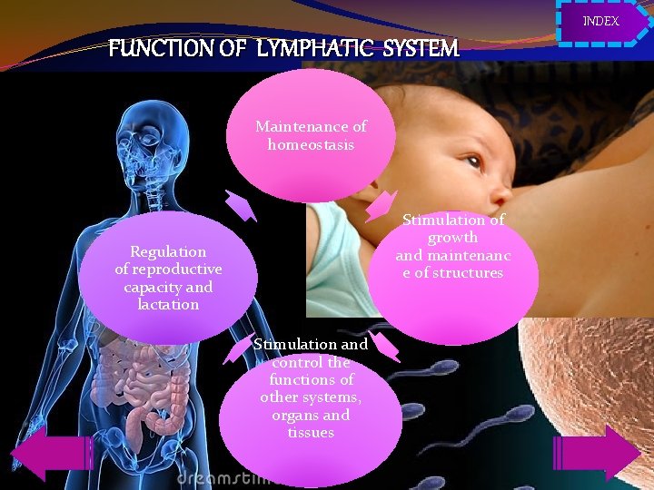 INDEX FUNCTION OF LYMPHATIC SYSTEM Maintenance of homeostasis Stimulation of growth and maintenanc e