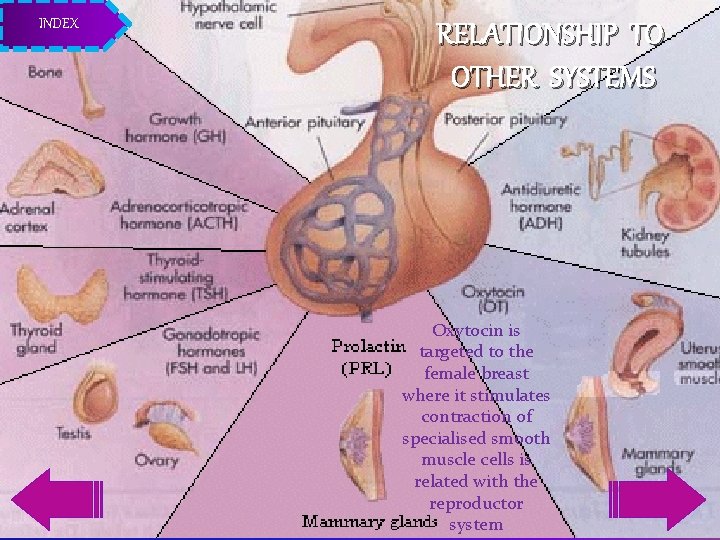 INDEX RELATIONSHIP TO OTHER SYSTEMS Oxytocin is targeted to the female breast where it