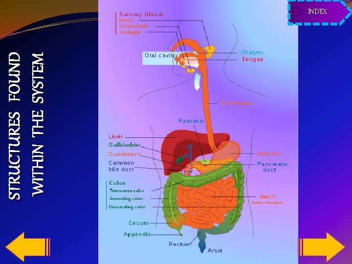 STRUCTURES FOUND WITHIN THE SYSTEM INDEX 