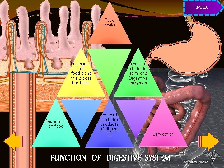 INDEX Food intake Transport of food along the digest ive tract Digestion of food