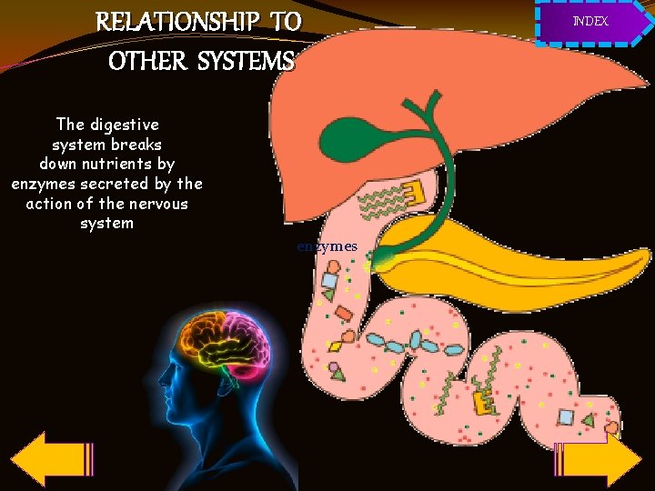 RELATIONSHIP TO OTHER SYSTEMS The digestive system breaks down nutrients by enzymes secreted by